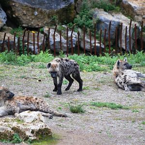 Spotted Hyaenas at Pairi Daiza, 31/08/14