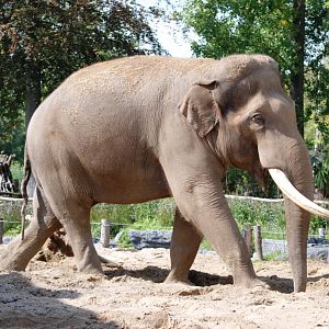 Asian Elephant at Pairi Daiza, 31/08/14