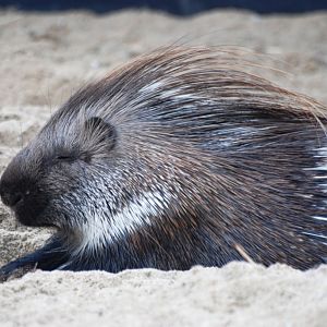 Indian Crested Porcupine at Pairi Daiza, 31/08/14