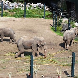 Asian Elephants at Pairi Daiza, 31/08/14