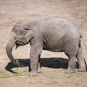 Asian Elephant at Pairi Daiza, 31/08/14
