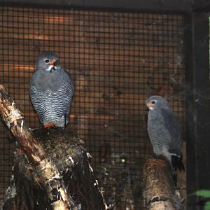 Lizard Buzzards at Pairi Daiza, 31/08/14
