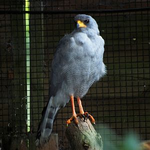 Pale Chanting Goshawk at Pairi Daiza, 31/08/14