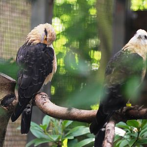 Yellow-headed Caracaras at Pairi Daiza, 31/08/14