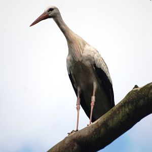 European White Stork at Pairi Daiza, 31/08/14