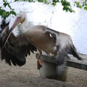Great White Pelican Vacates a Bench at Pairi Daiza, 31/08/14