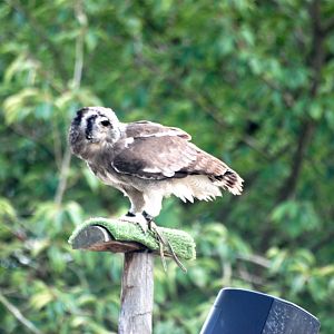 Milky Eagle Owl at Pairi Daiza, 31/08/14
