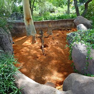 Meerkat Exhibit at Busch Gardens Tampa