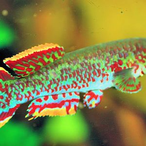 Fundulopanchax gardneri; Cologne; 5th September 2014