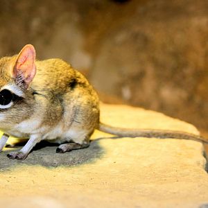 Rufous elephant shrew; Cologne; 5th September 2014