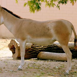 Onager; Cologne; 5th September 2014