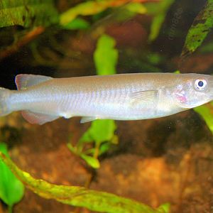 Celebes halfbeak; Cologne; 5th September 2014