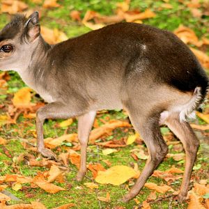 Blue duiker; Krefeld; 7th September 2014