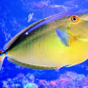 Unicorn fish; Duisburg; 8th September 2014