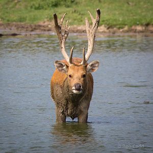 Barasingha / swamp deer : Whipsnade : 07 Sep 2014