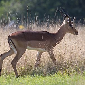Impala : Whipsnade : 07 Sep 2014