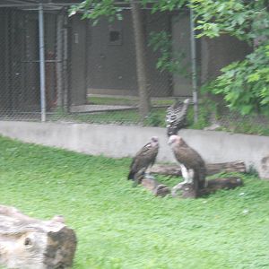 African vultures