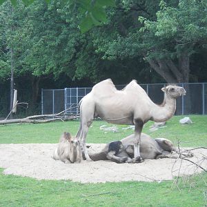 Bactrian camels