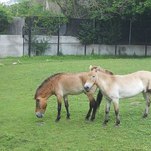 Mongolian Wild Horses