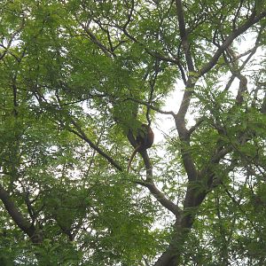 Tree Kangaroo (can't remember the species)