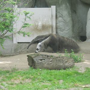 Giant anteater