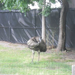 Emu