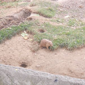 Prairie dog