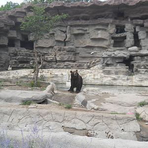 Bear in old school grotto (with substrate)