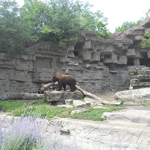Brown bear