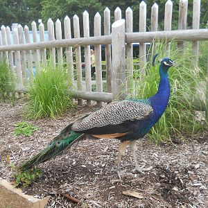 Moliting peacock near bear grottos.