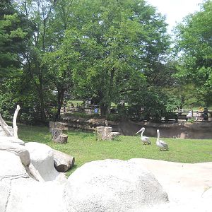 Pink-backed pelicans