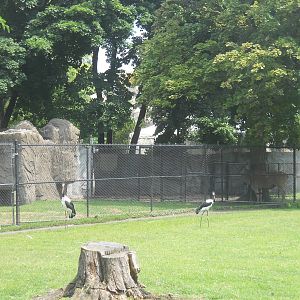 Saddle-billed storks