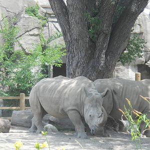 White rhinos