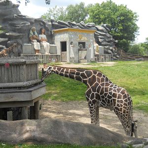 Giraffe just after public feeding