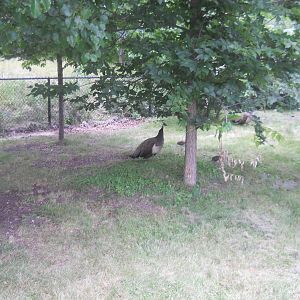 Peahens and peachicks.