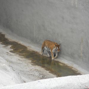 Amur tiger