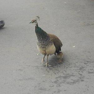 Shy peachick