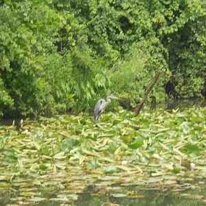 Wild great blue heron