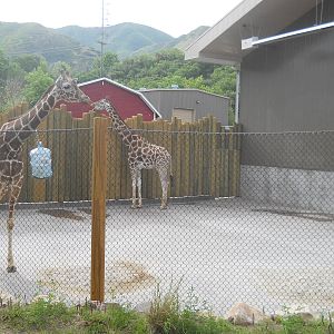 Giraffe temporary exhibit.
