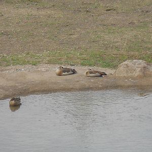 Egyptian geese and mallard