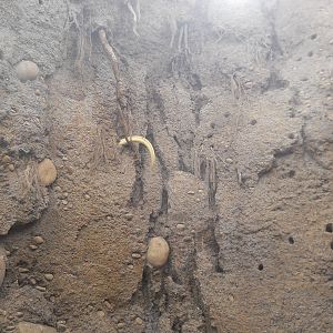 Leading to the lion exhibit