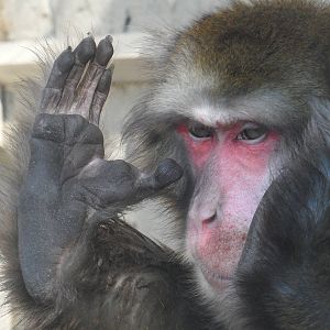 Japanese macaque