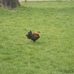 Free ranging jungle fowl