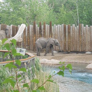Pool in elephant encounter