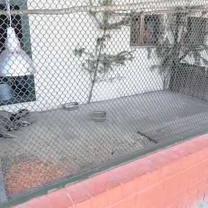 Aardvark outdoor exhibit.