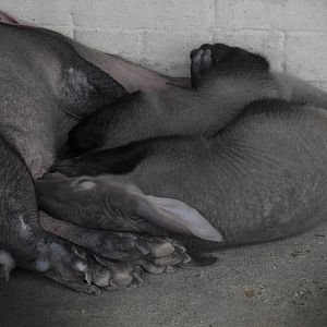 Aardwark twins & mother