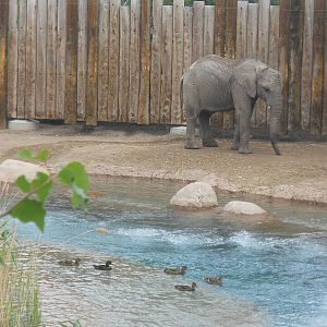 Elephant with wild mallards
