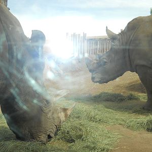 Rhinos behind glass