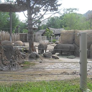 White rhinos