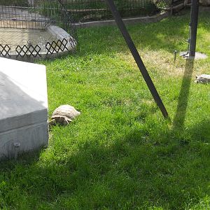Desert and leopard tortoises
